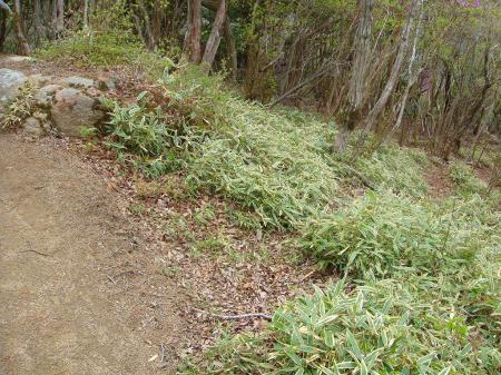 林道終わりの尾根道への分岐。下りはここから下る