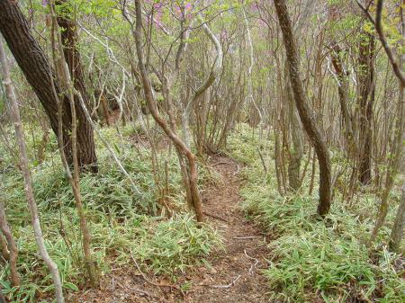 尾根道はある程度トレースがあるのでルートはわかる