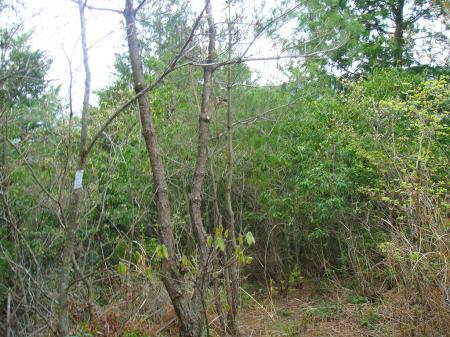 この白いテープのところまでくればあと少し