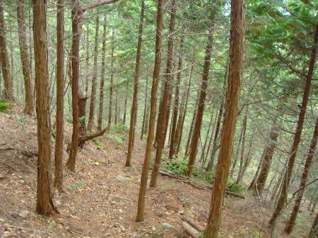 ここからは結構わかりやすい道になる