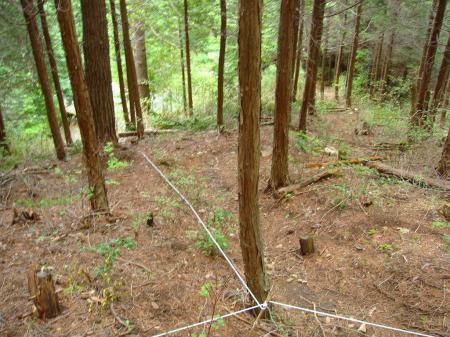 剣尾山から20分弱でもう林道の終点が見えた