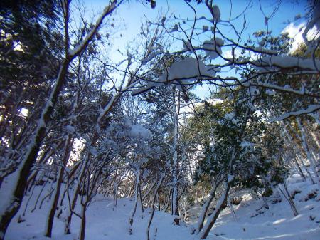 霧氷とはいかないけど木に雪がついているのがいい感じ