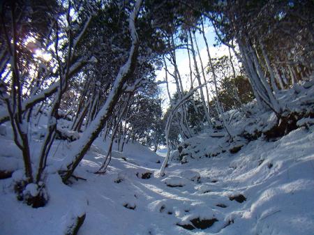 この先がコルで尾根っぽい感じがしたんだけど違った