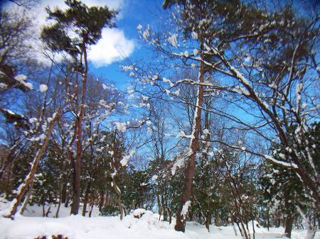 青空がでてきたけど、霧氷であれば最高だったのにね