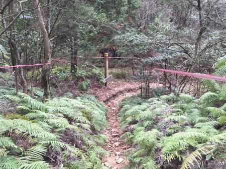 ここからはテープが巻かれていて登山道もしっかりしていた