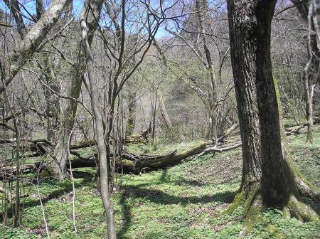 ちょっと神秘的な場所があった。ここだけ雰囲気が違う
