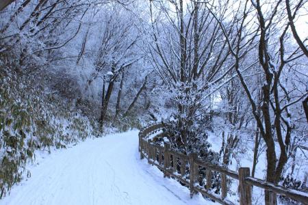 雪道はパリパリに凍っていた