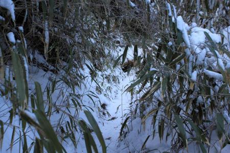 湧出岳を目指す
