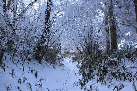 登りがこの付近から楽になる