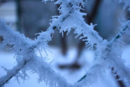 金網についた樹氷！？