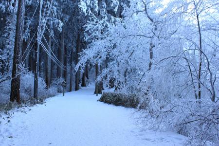 雪道とブナ林がいい感じ