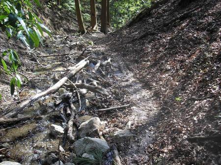 水量は少ない沢だけど、とにかく沢沿いに下って行けばいい