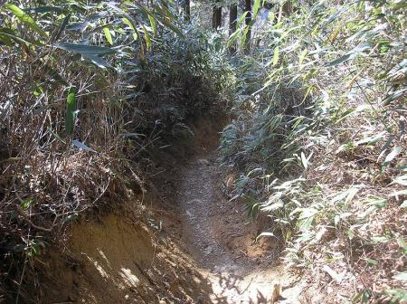 笹の道を歩いていく