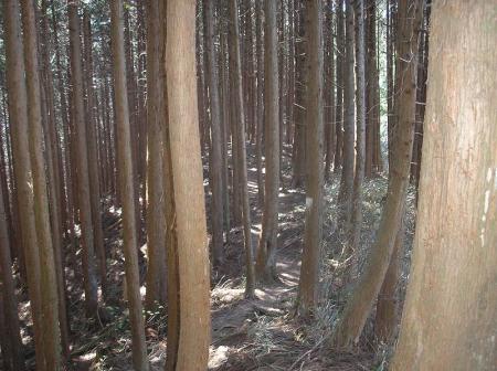 まずは植林帯の尾根を下っていく