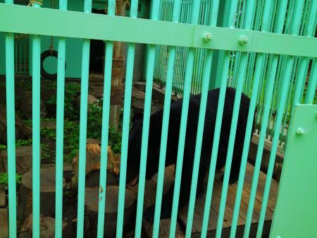 これがツキノワグマらしいけど、こんなに近くで見たのは初めてだった