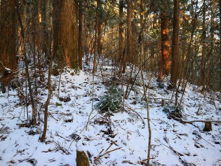 どう考えても登山道ではないが、もう無理矢理尾根のほうへ向かって行く