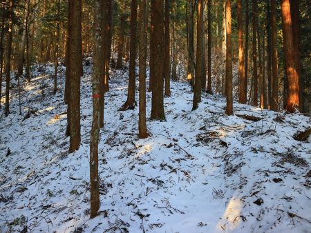 ここで尾根にのった。テープがあってわずかな踏み跡があるので従って登っていく