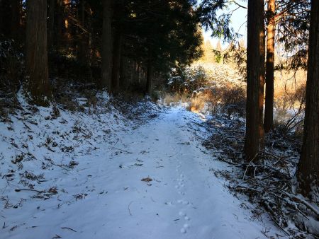 登山道というより林道って感じの道が続く。地図でみるとこの先から谷を登っていくことになる