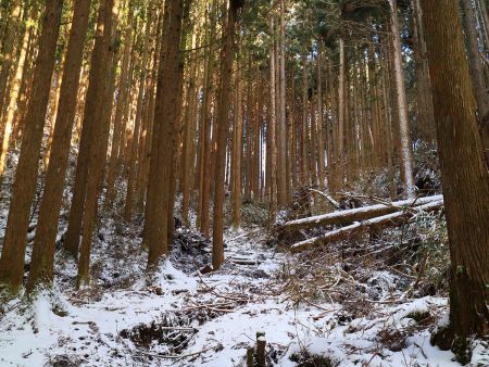 谷を登っていくと尾根に近づいてきている。植林地帯ばかりで景色的には面白さはないけどね