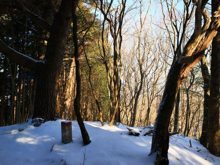 雪池山の山頂(988m)に到着した。樹林に囲まれた狭いピークだった