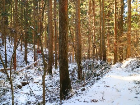 谷の道を歩いていると右側に木を運んだ赤い物体が動いていた。木を運ぶのにこういうのを使うのかな