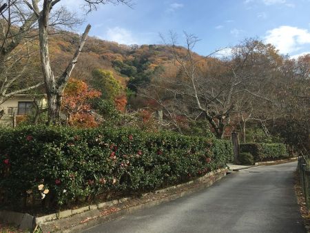 山は紅葉の終わりの色だった