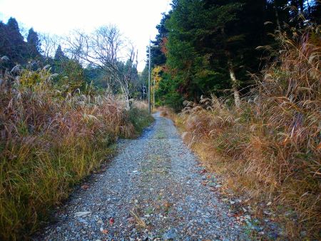 車が走れそうな道な感じはするけど、しばらく林道を歩いて行く。左は旧スキー場かな！？