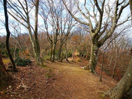京都・北山っぽい雰囲気がいい感じ。尾根歩きも気持ちいい