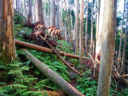 尾根から外れてピークを巻く道が正規ルートらしいけど、この通り、道は荒れている