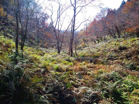下山時はこのようなシダ植物地帯を下っていく。それにしてシダ植物だらけだな