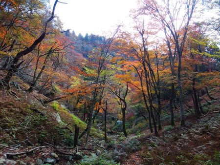 下のほうはまだ色づいてる。すっかり秋って感じだね