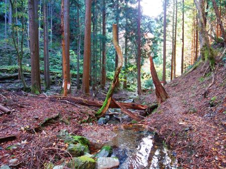 途中からは沢筋の下りが続く。あと少しで左に折れないといけない