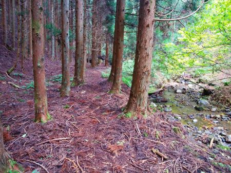 沢筋の道はこんな感じであまり面白い感じはしなかった。ここから何度か沢を渡ったりする