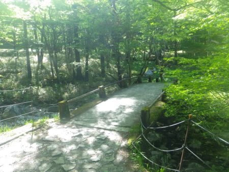 せっかく正木ヶ原でドローンを飛ばそうと思ったけどダメなので直接マブシ嶺に行くために尾鷲辻に向かう。帰りはこの橋付近がいつも時間的に真ん中なんだけど、行きはもう少し先になるね