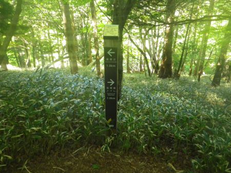 距離的にいえば尾鷲辻までの真ん中がここになる。行きで歩くのは初めてだけどここから若干登りになってるのよね