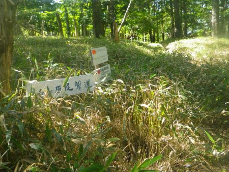 大台ケ原尾鷲道というらしい。この尾鷲道をひたすら歩いてマブシ嶺まで行くんだけど時間はたっぷりあるので、尾根道のバリルートを散策してみることにした