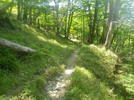 踏み跡はしっかりあって普通の登山道だね。なだらかな下りになっているけど帰りは登り帰さないといけない