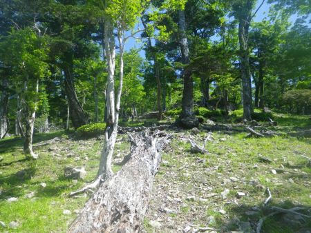 大台ケ原ぽい雰囲気のところがあったので撮影しておいた。そこらの低山とは樹林や岩の種類が違う