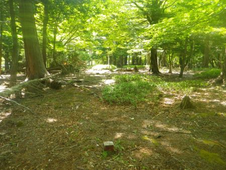 堂倉山付近のピークに登ったけど何もない。どこかにプレートがあるはずなので散策して探してみることにした