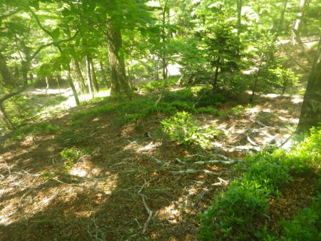 堂倉山から下りは踏み跡すらないが尾根道のようになっているので方角を間違えずに下れば尾鷲道に戻ることができる