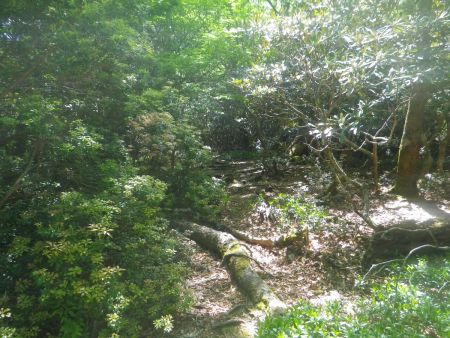 尾根道は若干の踏み跡があるものの、ほとんど道なき道を進んでいく。尾根さえ外さなければコースアウトはしない