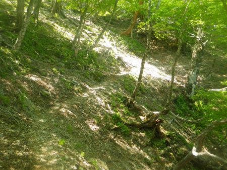 トラバースの道がひたすら続いていく。ここからが歩きにくい場所があったりと少し長く時間がかかった