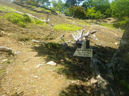 この明るくなった場所で分岐。左のピークに登る道はマブシ嶺方面だけど、面倒なので先にP1402へ行くことにしたので右へ行った