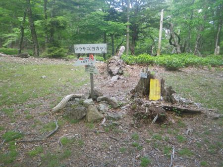 シラサコまで戻ってきた。ぶっとおしでここまで歩いてきたのでここで休憩をとることにした