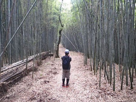 この付近はものすごい竹林の道があってなかなか絵になる
