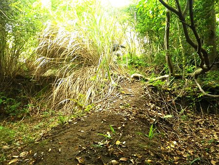 高坪山への道標はあったものの途中で途切れていた。どうも正規ルートがわからず、とりあえず尾根を登ってみることにした