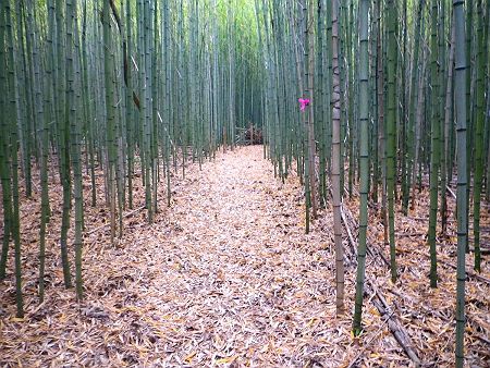 再び登っていくと綺麗な竹林地帯になった。なんか竹林が多い山だね