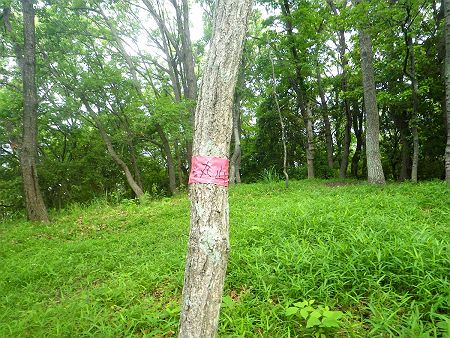 丸山のピークに登ったがプレートなどなく、テープに書かれたこの表記しかなかった
