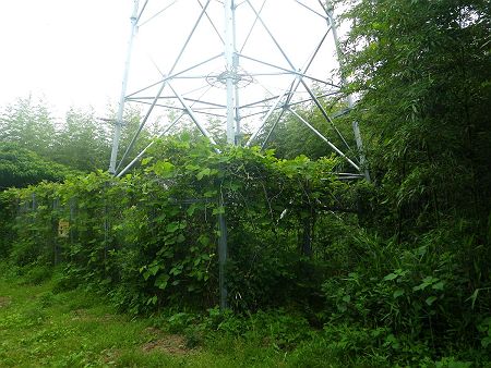 丸山から下って青の山へ登る途中には再び鉄塔があった