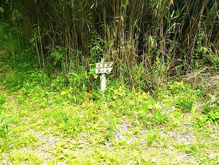 青の山から一旦下って次は大日山と坂の山へ向かって登っていく